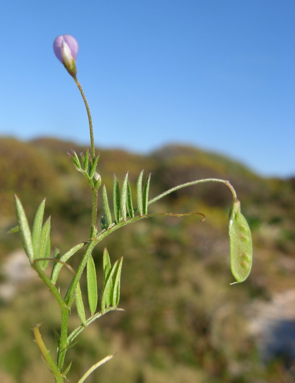 Ervum tetraspermum (=Vicia tetrasperma) / veccia a quattro semi